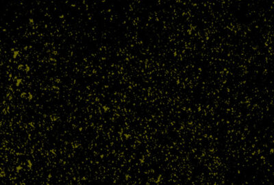 Cassava Republic Press